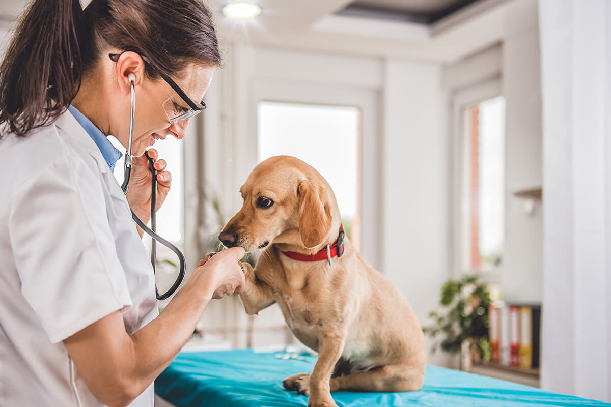 Cijepljenje Pasa Cijena Veterinara Bjelovar Hrvatska